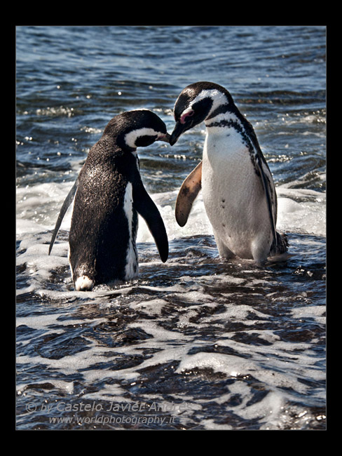 Pingüinos enamorados